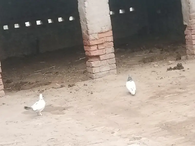 Breeding k lye that he bhai