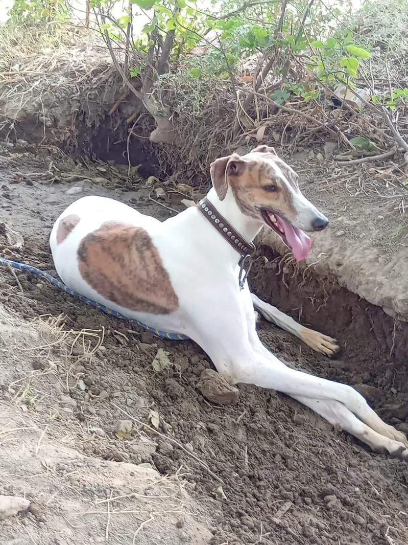 TAZI DOG — photo 2