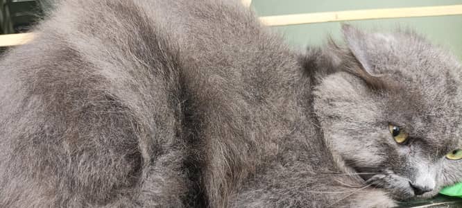 british shorthair