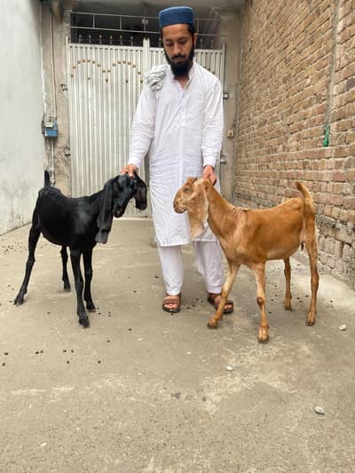 original quality goat for sale