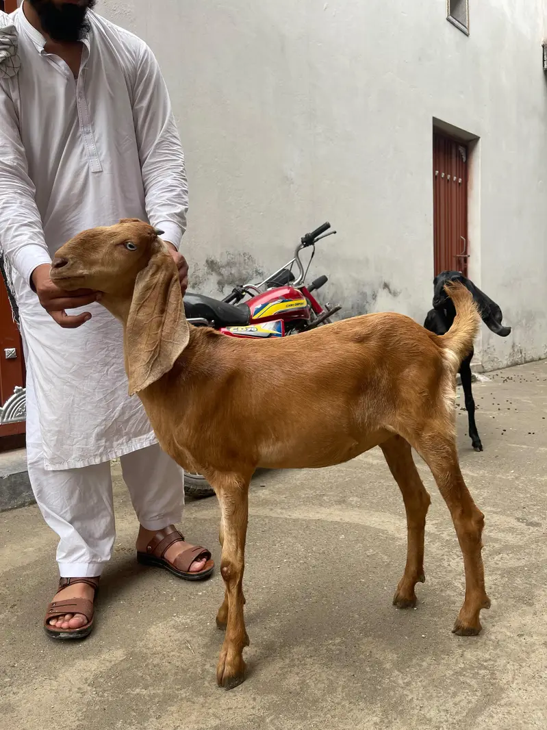 original quality goat for sale — photo 2