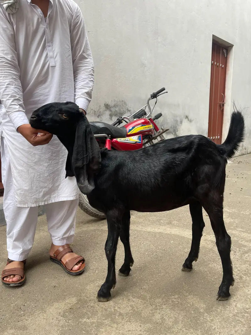 original quality goat for sale — photo 3