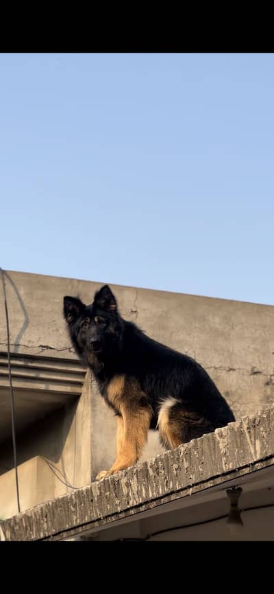 German Shephard Male