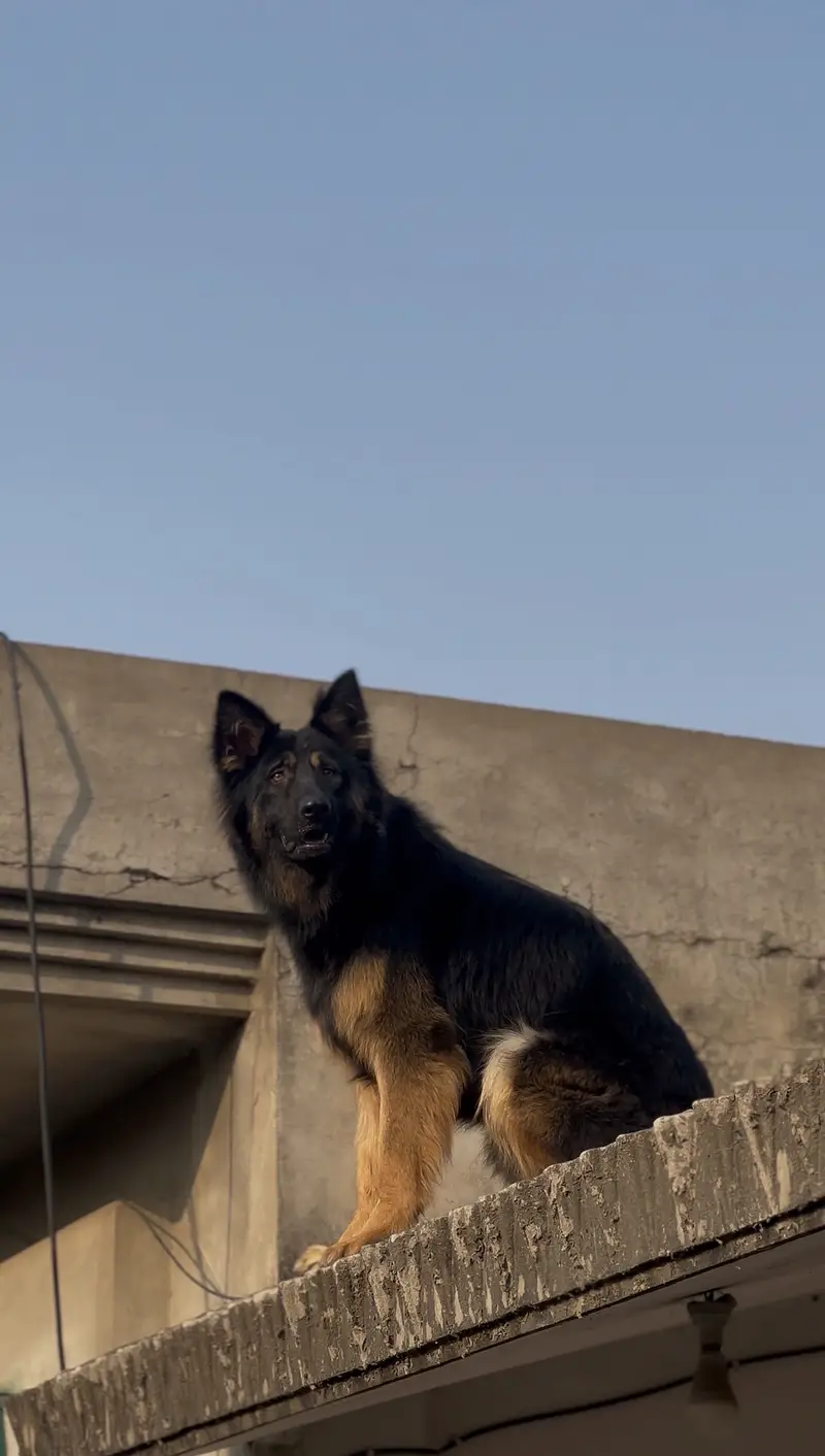 German Shephard Male — photo 2