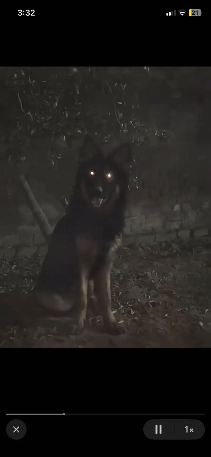 German Shephard Male — photo 3