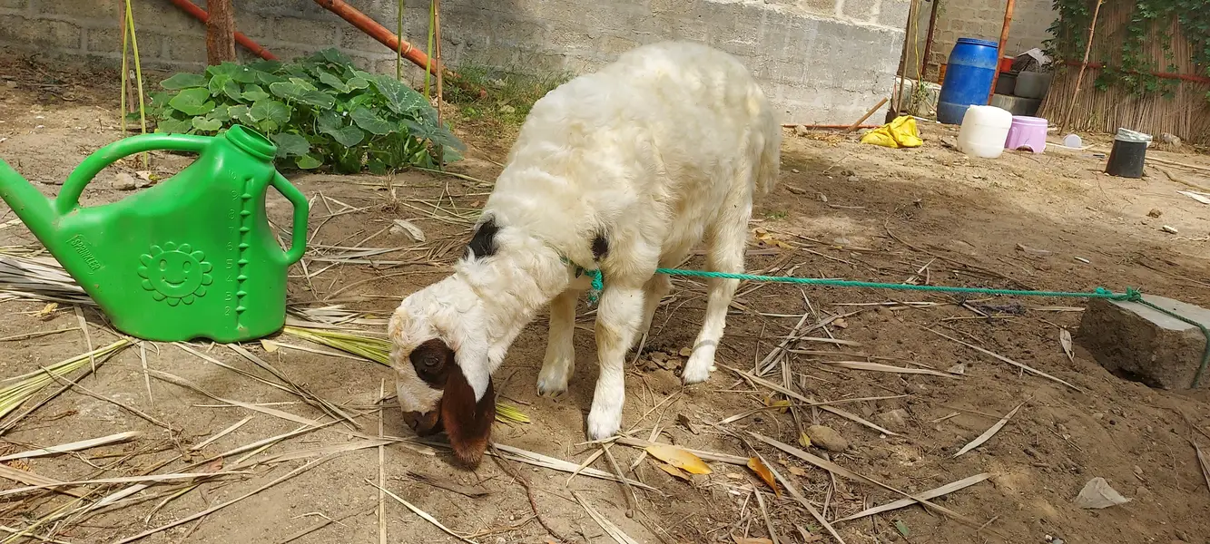 asli shinwari dumbey — photo 2