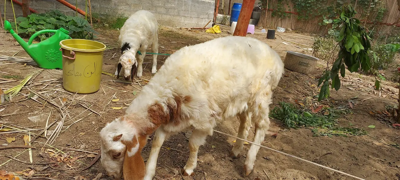asli shinwari dumbey — photo 3