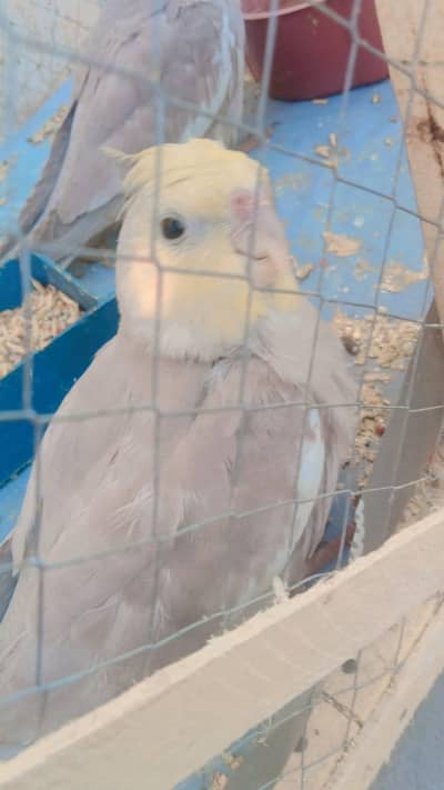 3 braiding pair cocktail parrot healthy and active 6 parrots