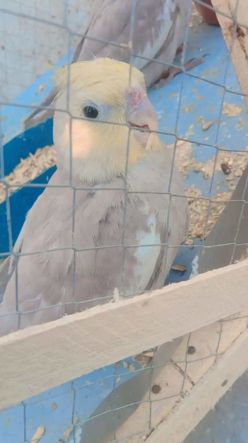 3 braiding pair cocktail parrot healthy and active 6 parrots — photo 2