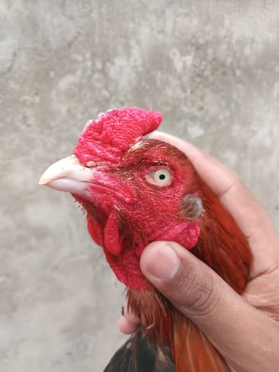 aseel /aseel Mianwali / amroha aseel / chicks / murghi / murgha /hens