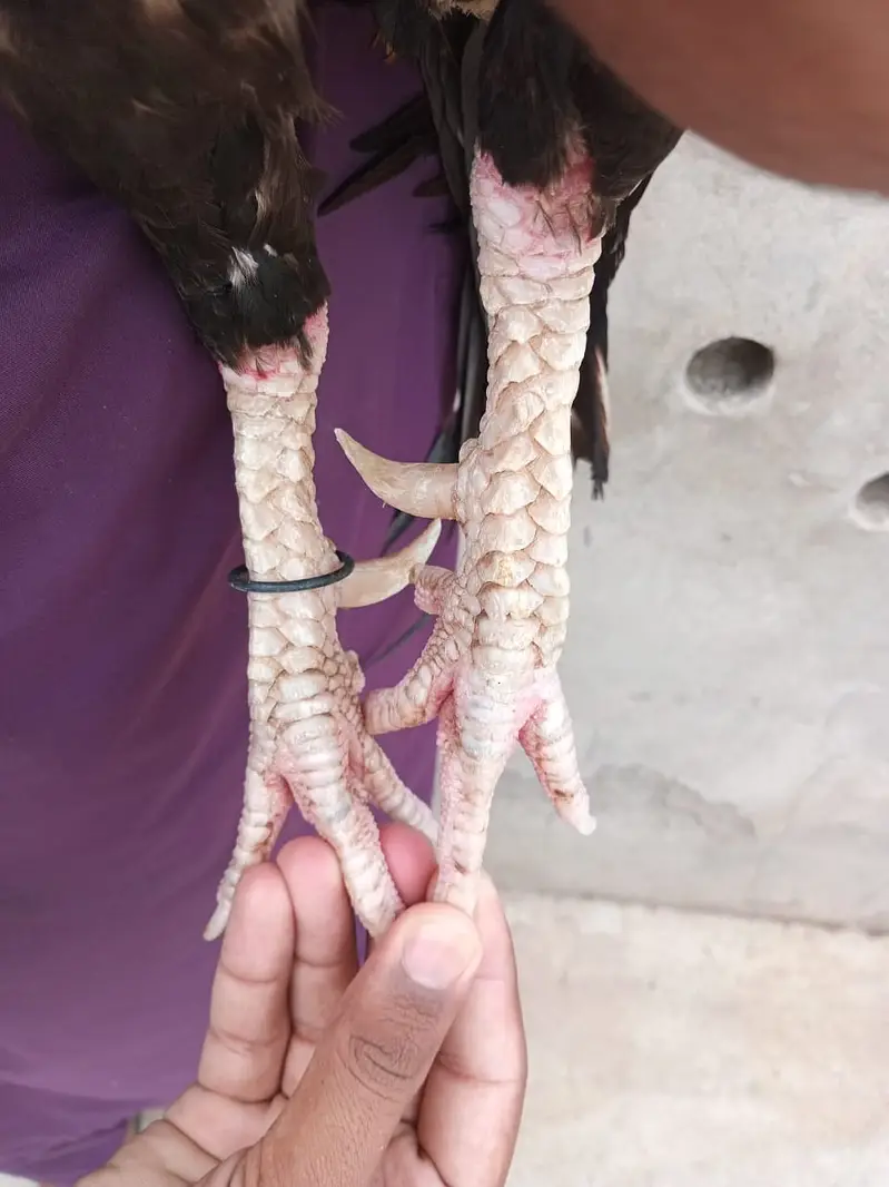 aseel /aseel Mianwali / amroha aseel / chicks / murghi / murgha /hens — photo 2