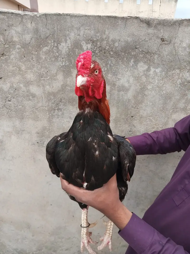 aseel /aseel Mianwali / amroha aseel / chicks / murghi / murgha /hens — photo 4
