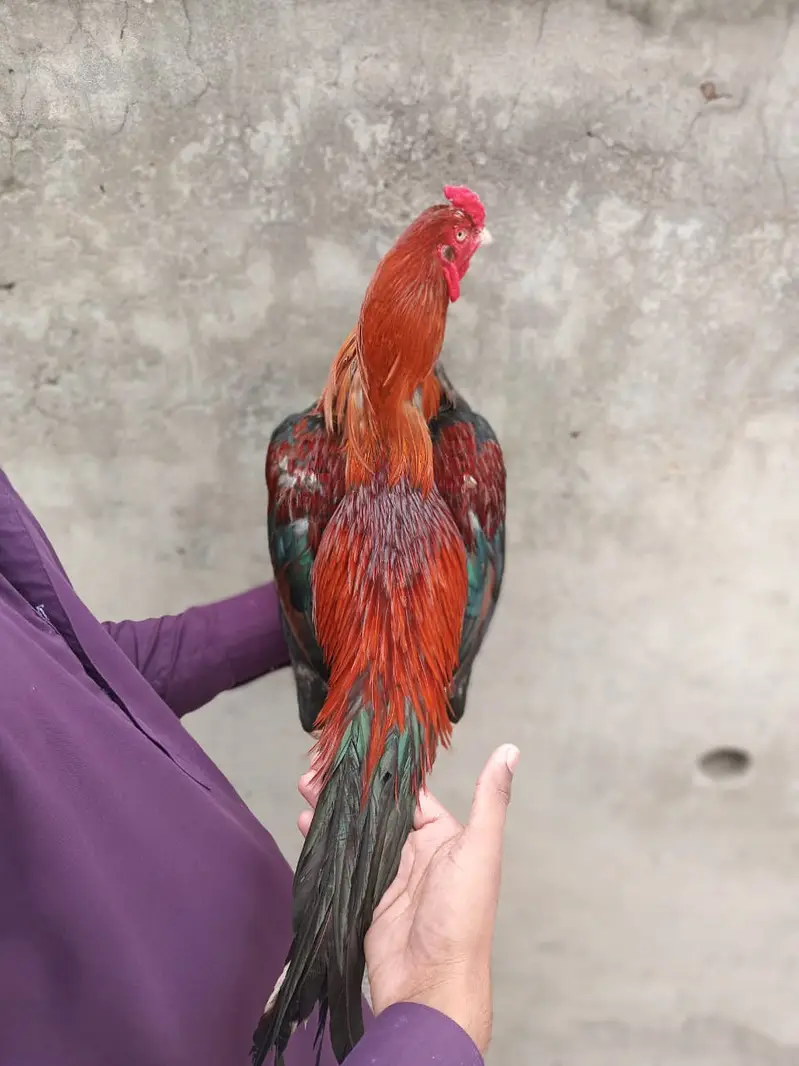 aseel /aseel Mianwali / amroha aseel / chicks / murghi / murgha /hens — photo 5