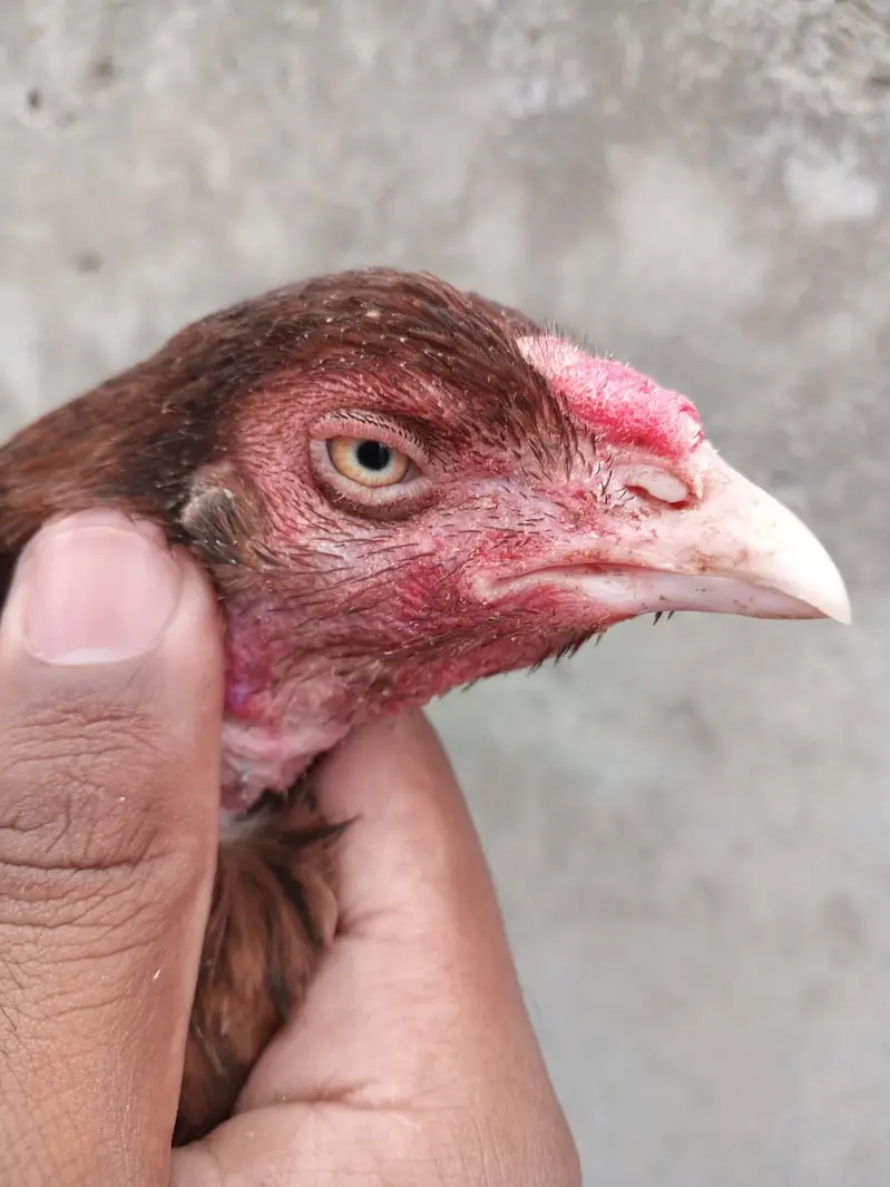 aseel /aseel Mianwali / amroha aseel / chicks / murghi / murgha /hens — photo 7