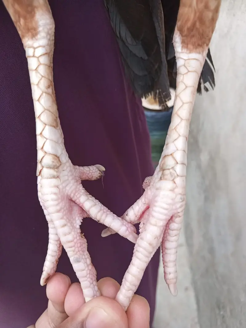 aseel /aseel Mianwali / amroha aseel / chicks / murghi / murgha /hens — photo 8