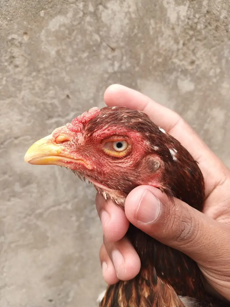 aseel /aseel Mianwali / amroha aseel / chicks / murghi / murgha /hens — photo 10
