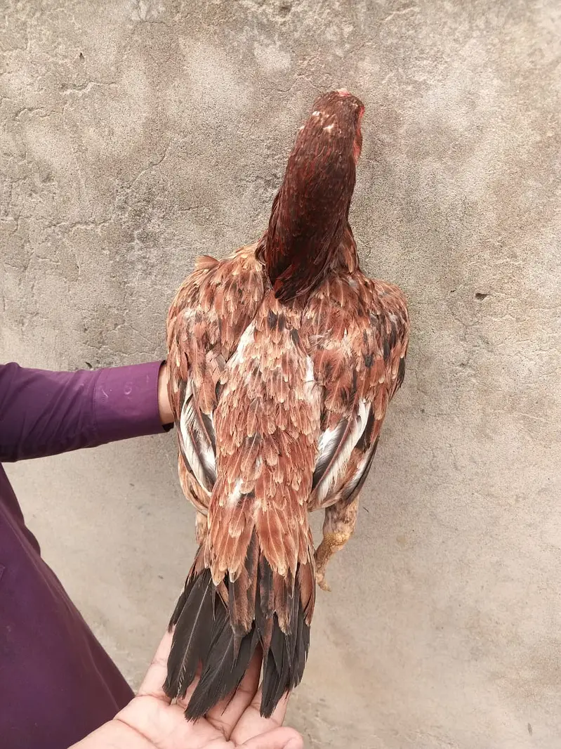 aseel /aseel Mianwali / amroha aseel / chicks / murghi / murgha /hens — photo 11