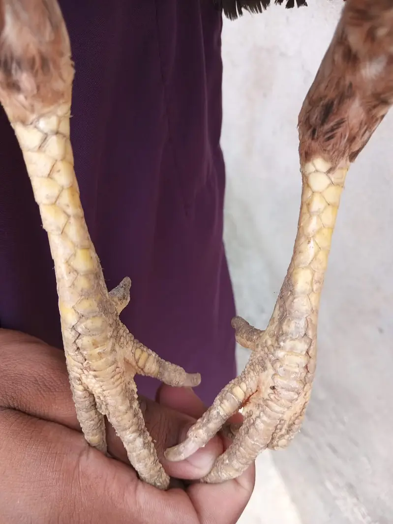 aseel /aseel Mianwali / amroha aseel / chicks / murghi / murgha /hens — photo 12