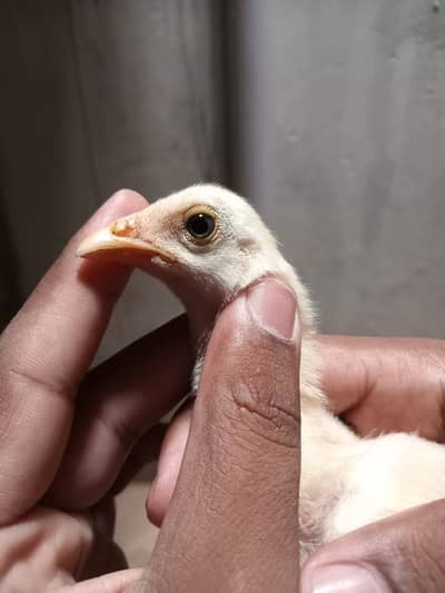 aseel /aseel Mianwali / amroha aseel / chicks / murghi / murgha /hens
