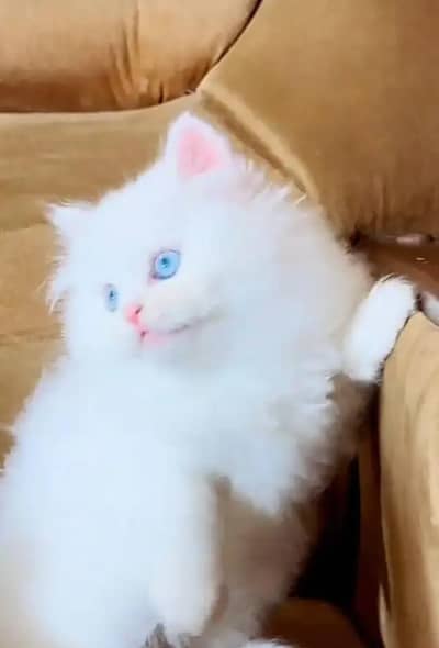 (Persian female kitten) (for sale all) (Pakistan delivery available)