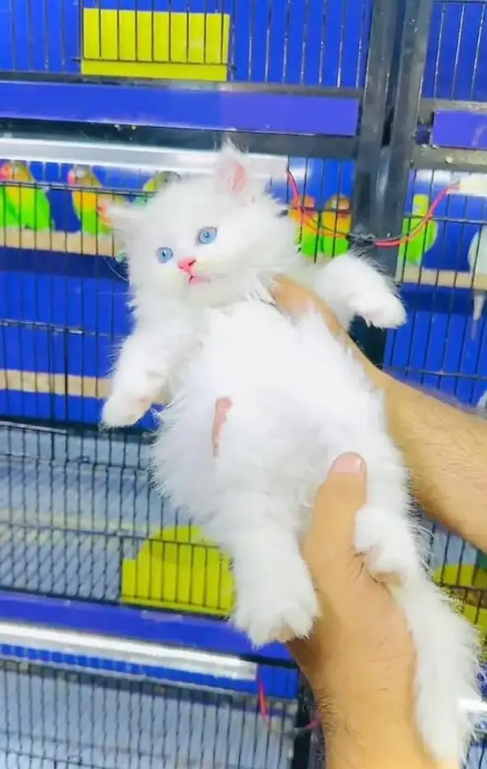 (Persian female kitten) (for sale all) (Pakistan delivery available) — photo 2
