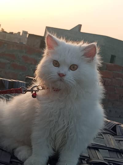 Percian cat for sale