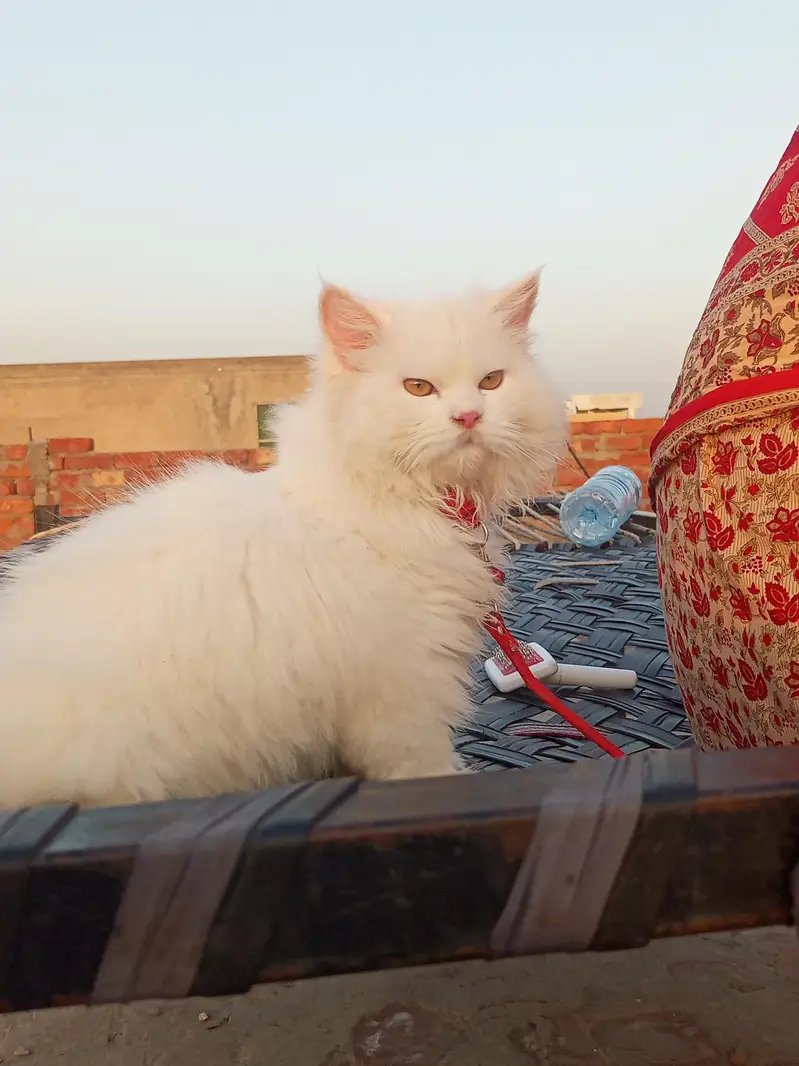 Percian cat for sale — photo 2