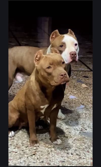 pitbull female(on heat)