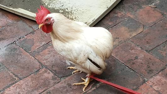 Bantam Male / Exchange possible
