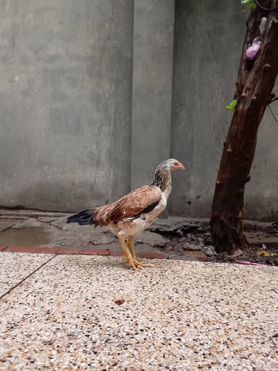 Top quality shamo hen available ready to lay