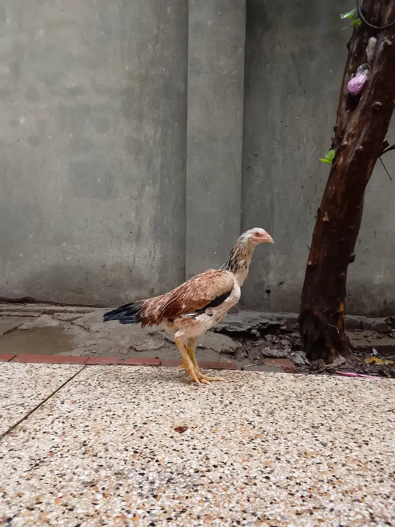Top quality shamo hen available ready to lay — photo 2