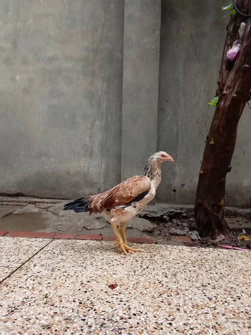 Top quality shamo hen available ready to lay — photo 3