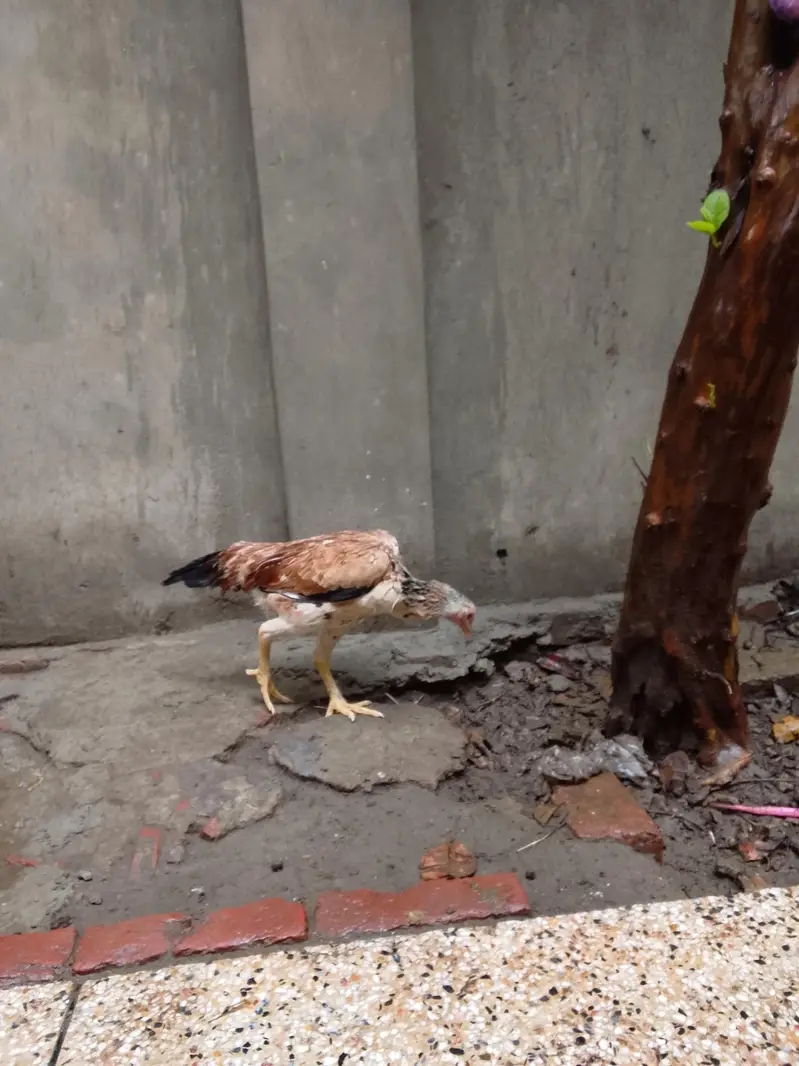 Top quality shamo hen available ready to lay — photo 4