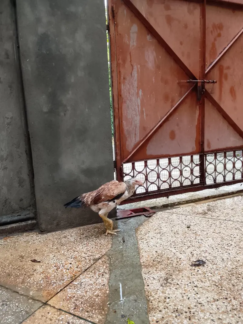 Top quality shamo hen available ready to lay — photo 5