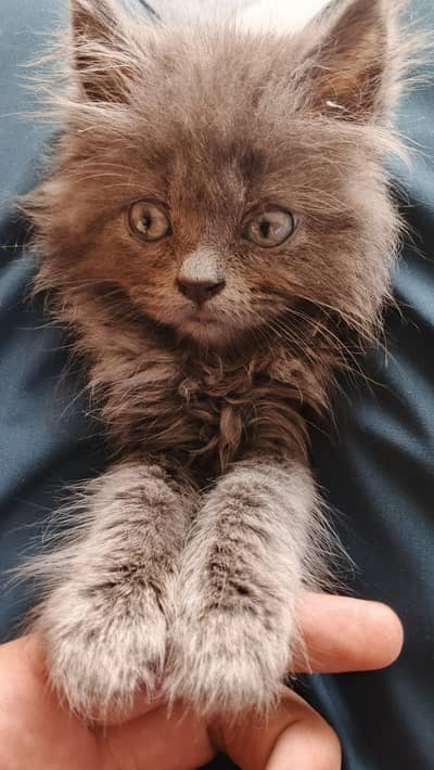 Persian cat original breed