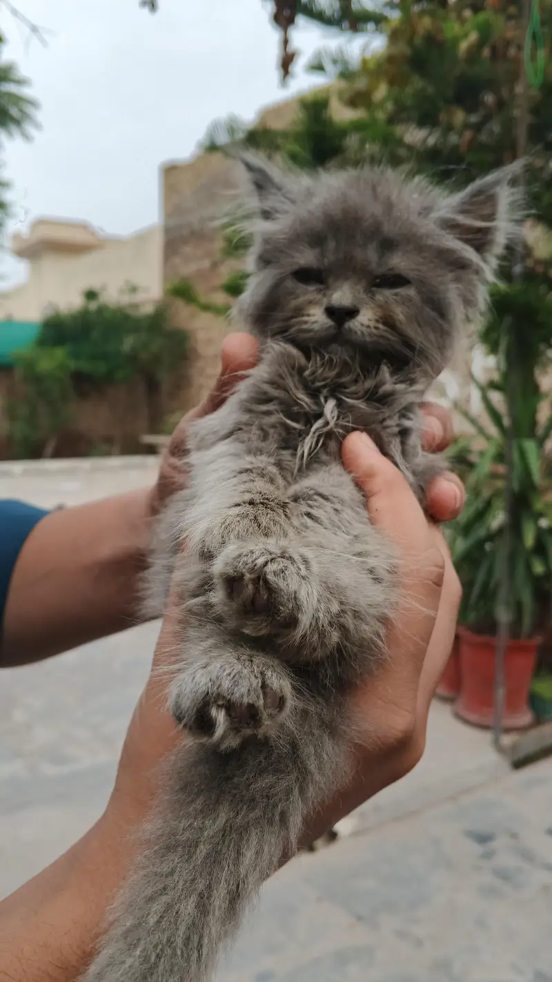 Persian cat original breed — photo 2