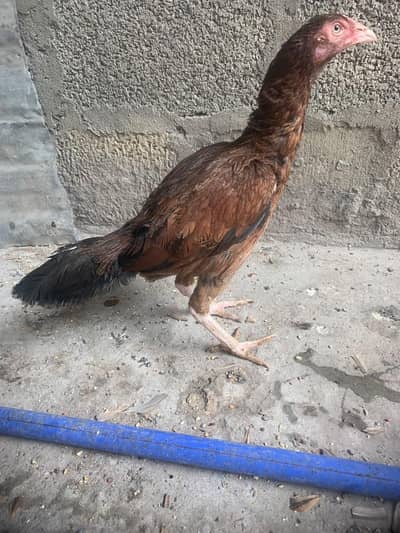 aseel madee for sale