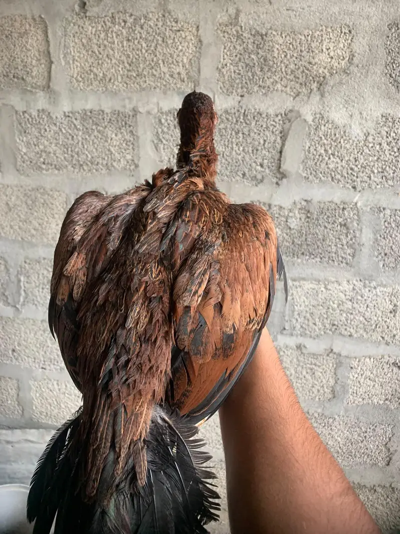 aseel madee for sale — photo 2