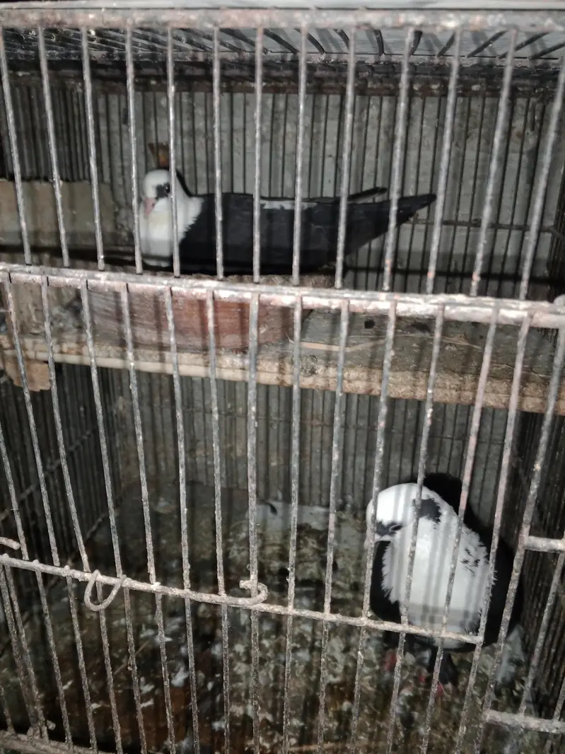 Karbalai — photo 5