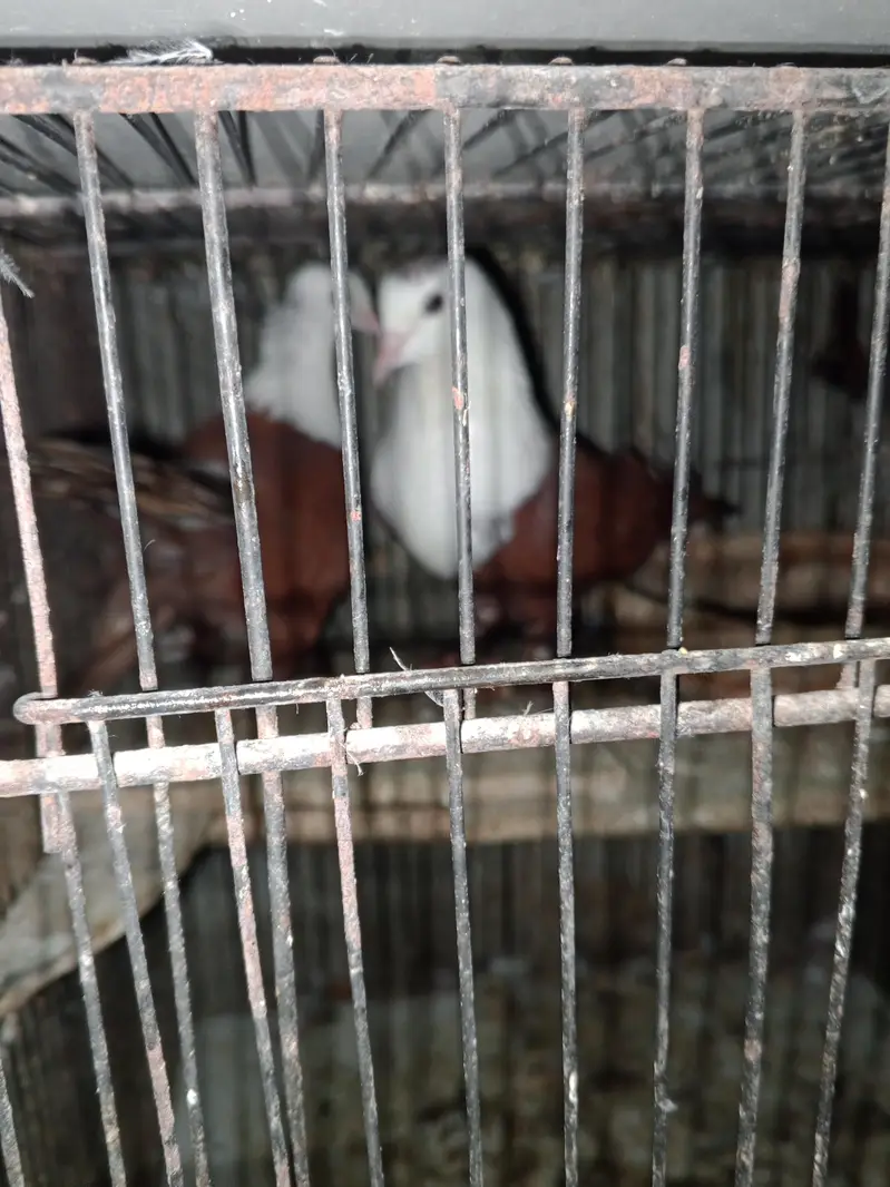 Karbalai — photo 6