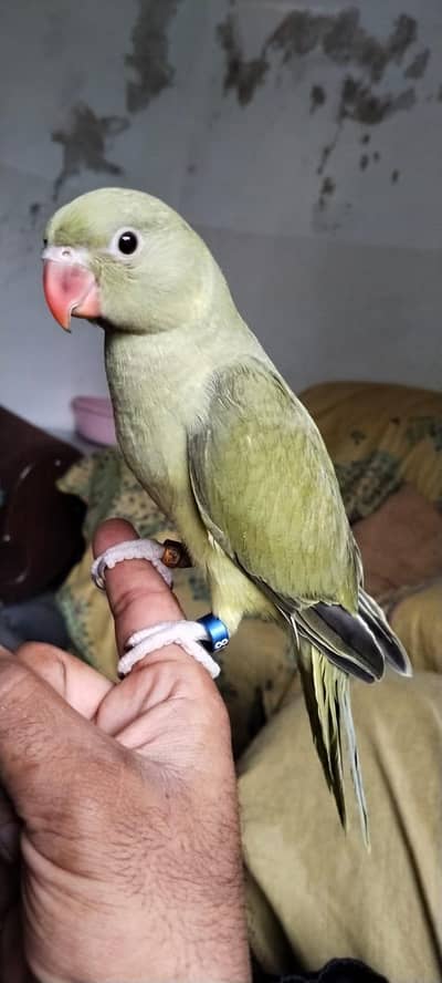 OLIVE RINGNECK SELF TAME PIECE AVAILABLE LOCATION ISLAMABAD