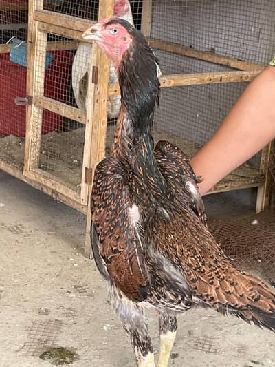 Aseel Shamo female | Thai | Dragon rooster murga pure Thai hen| Dragon
