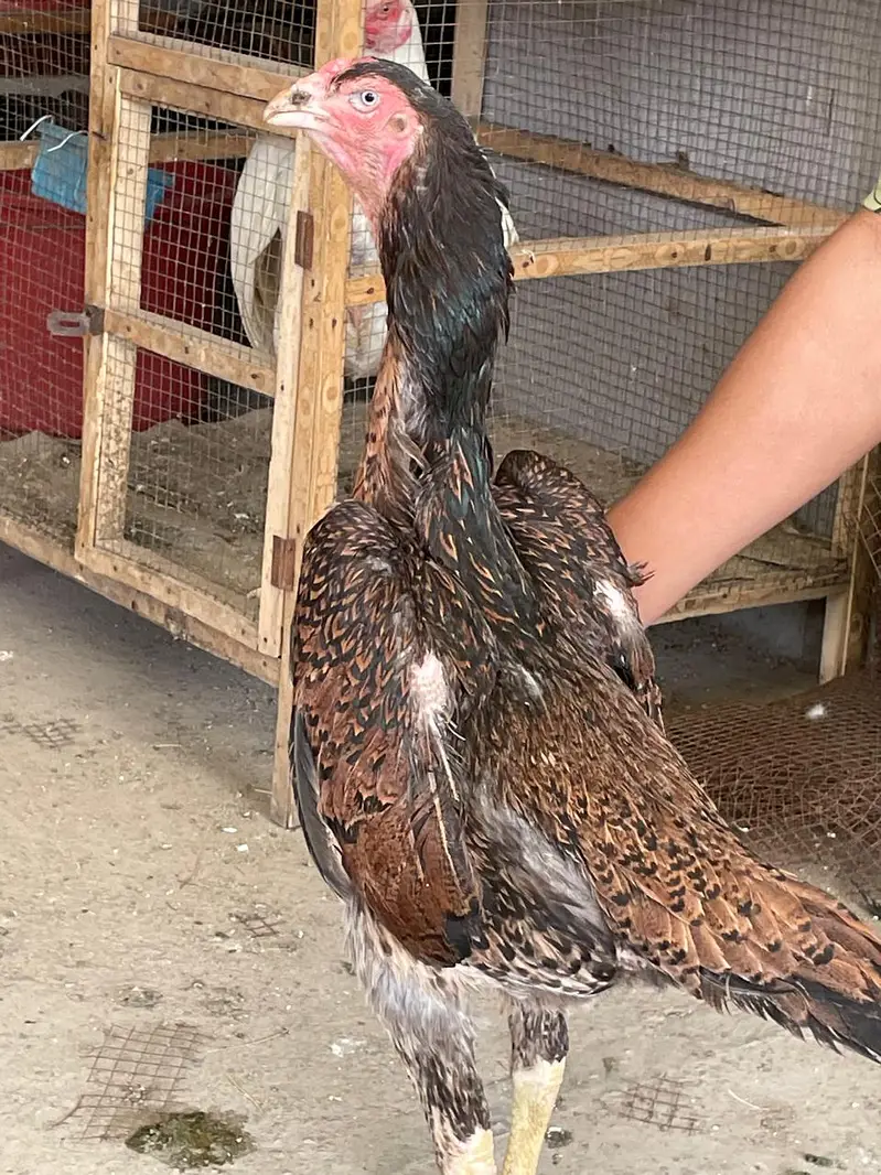 Aseel Shamo female | Thai | Dragon rooster murga pure Thai hen| Dragon
