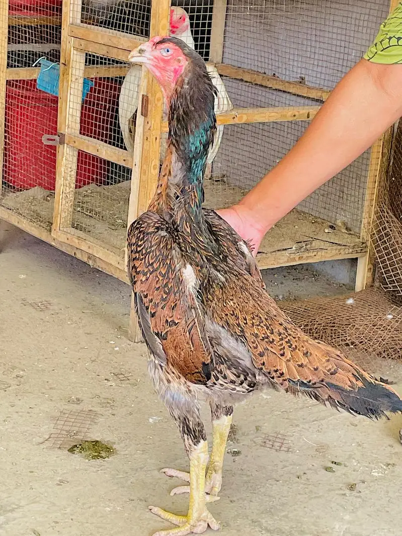 Aseel Shamo female | Thai | Dragon rooster murga pure Thai hen| Dragon — photo 2