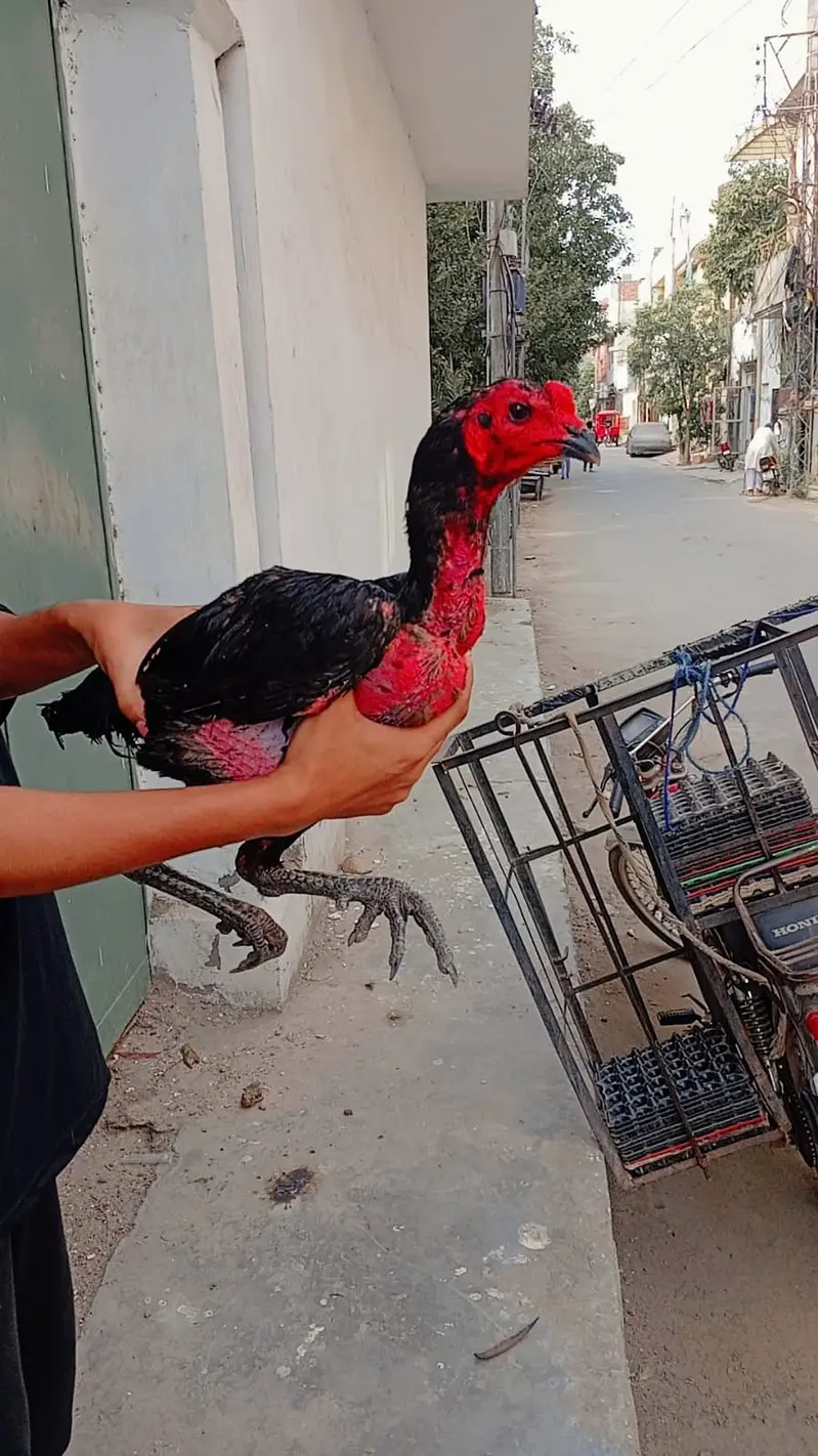 Aseel Shamo female | Thai | Dragon rooster murga pure Thai hen| Dragon — photo 3