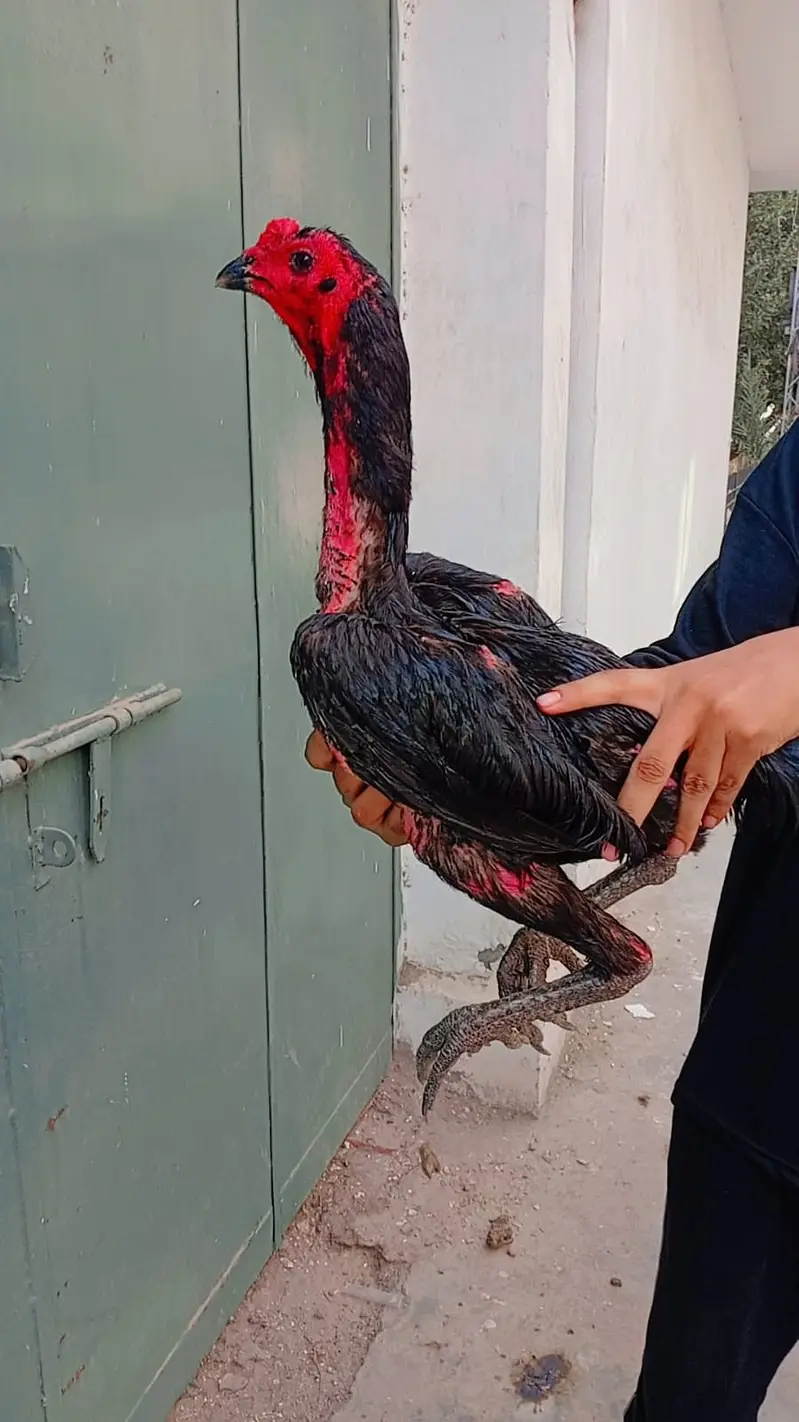 Aseel Shamo female | Thai | Dragon rooster murga pure Thai hen| Dragon — photo 4
