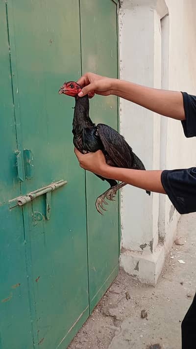 Aseel  | Thai | pure Thai hen| Dragon