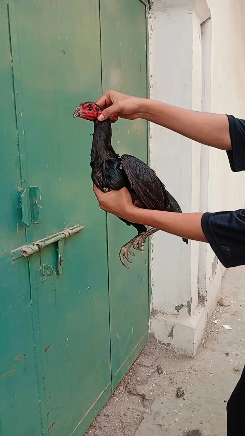 Aseel Shamo female | Thai | Dragon rooster murga pure Thai hen| Dragon — photo 6