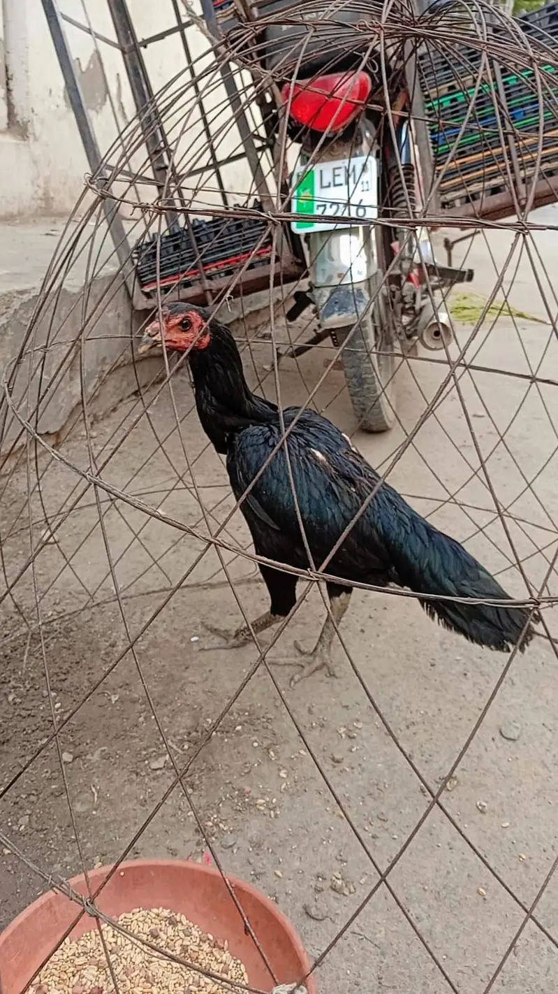 Aseel Shamo female | Thai | Dragon rooster murga pure Thai hen| Dragon — photo 8