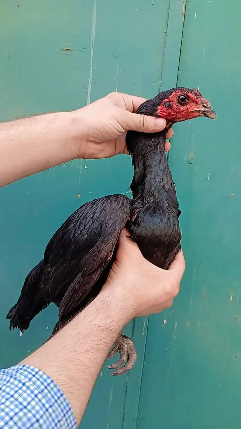 Aseel Shamo female | Thai | Dragon rooster murga pure Thai hen| Dragon — photo 9